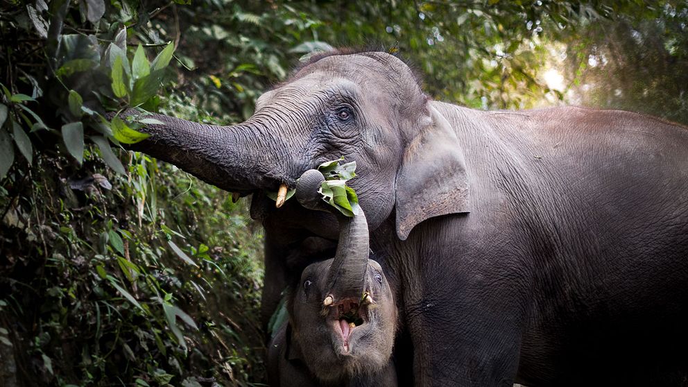 Elefant och elefantunge äter på buske