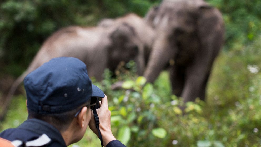 Man tar bilder på elefanter
