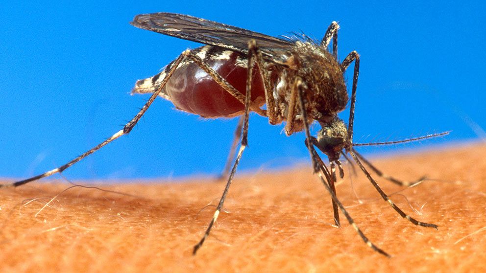 Den effektiva ingridiensen DEET skrämmer inte längre bort vissa myggor.