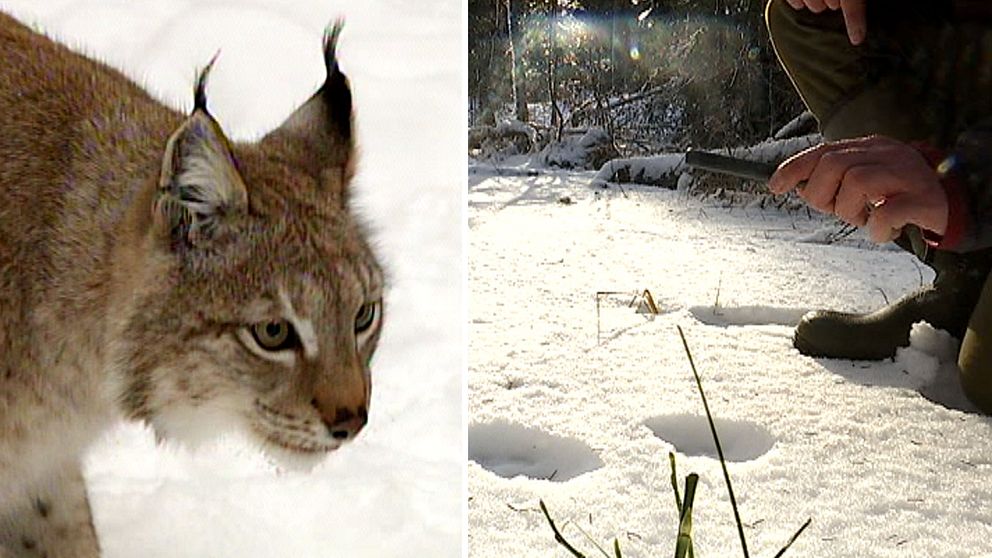 Naturbevakaren Jakob Broander hittar spår efter lodjur i snön.