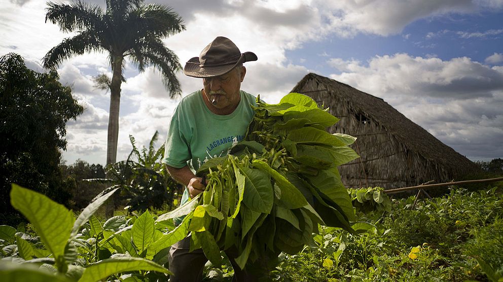 Rául Valdes Villasusa, 76 år, röker en cigarr samtidigt som han samlar in tobaksblad på en odling i Viñales i provinsen Piñar del Rio, Kuba.
