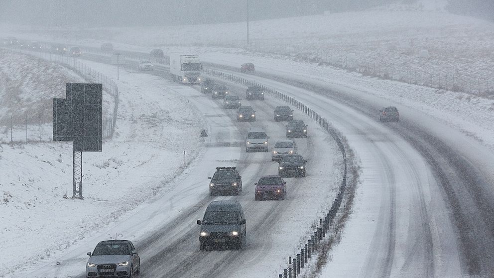 vinter väg köer halka