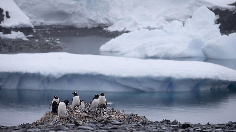 Pingviner i Antarktis.