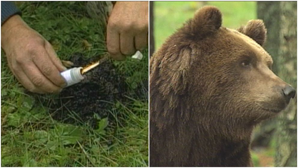En man till vänster som tar prover på björnens avföring och på höger sida är en bild på en brunbjörn.