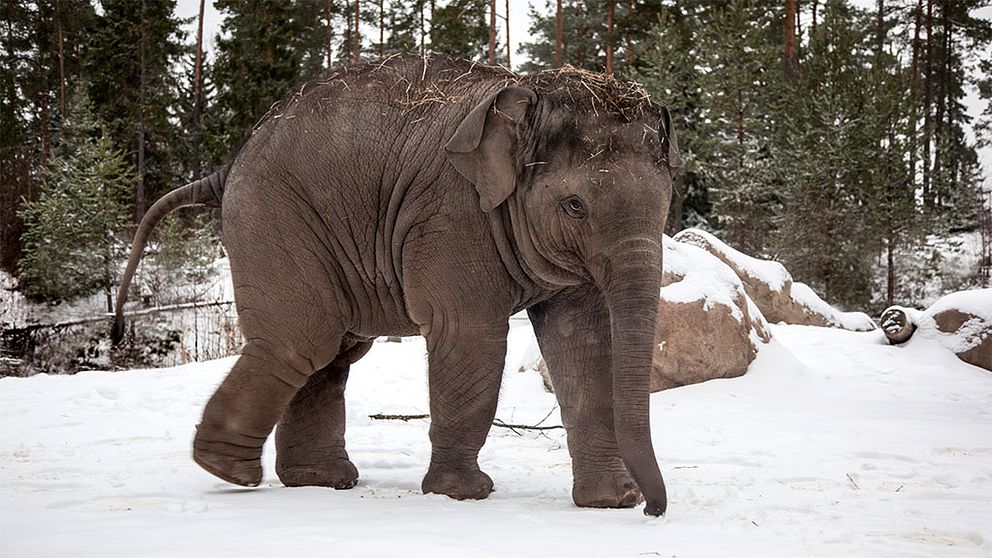 Namsai elefant kalv kolmården