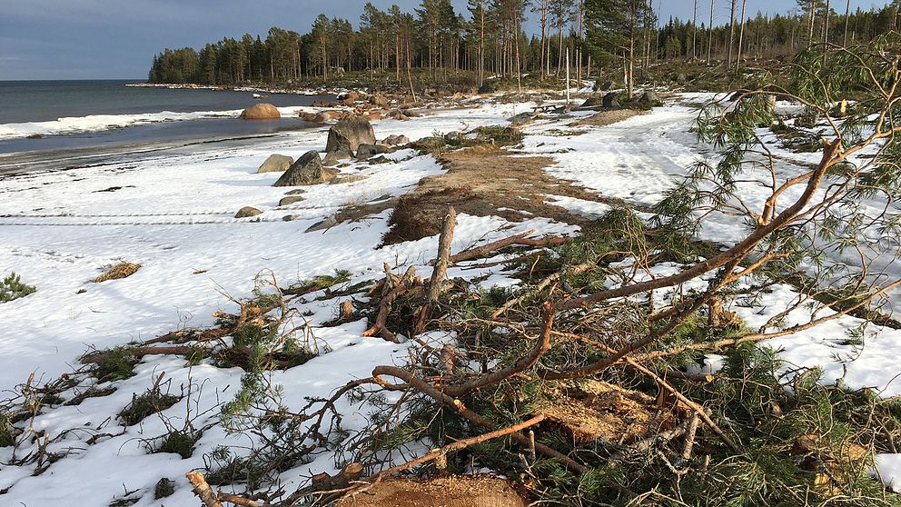 Avverkad skog vid stranden