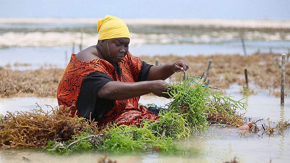 Fatima Naim är en av de 25.000 kvinnor på Zanzibar som är beroende av inkomsterna hon får från att odla tång. Men tångodlarna hotas nu av den globala uppvärmningen.