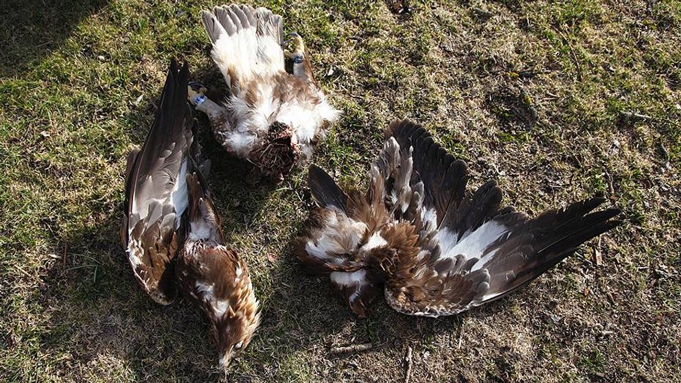 Två döda örnar på marken.