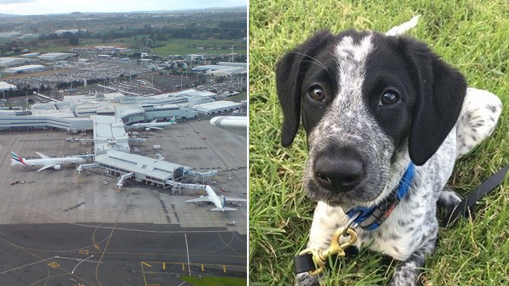 Flygplatsen i Auckland och hunden Grizz.