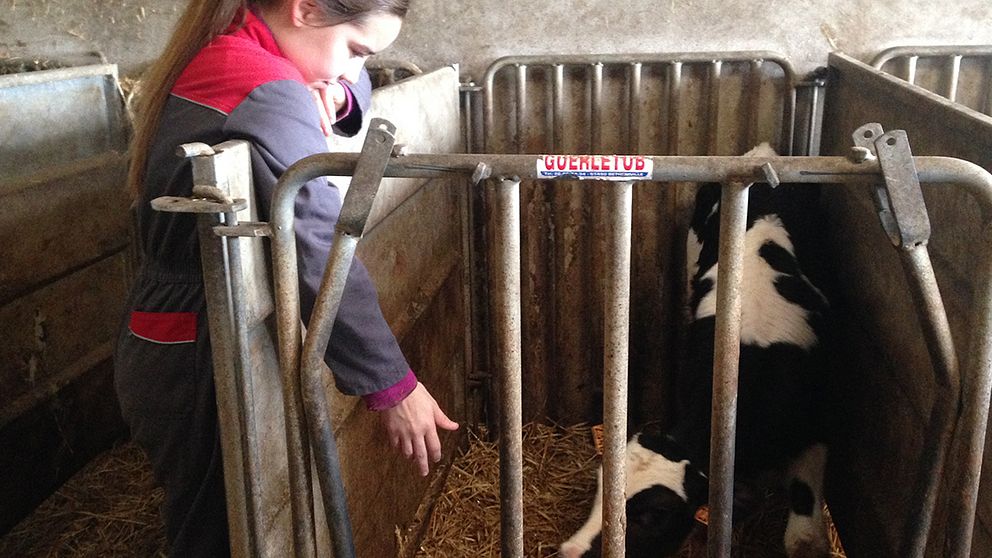 Nicolas Meuniers dotter hälsar på en av gårdens nyfödda kalvar.