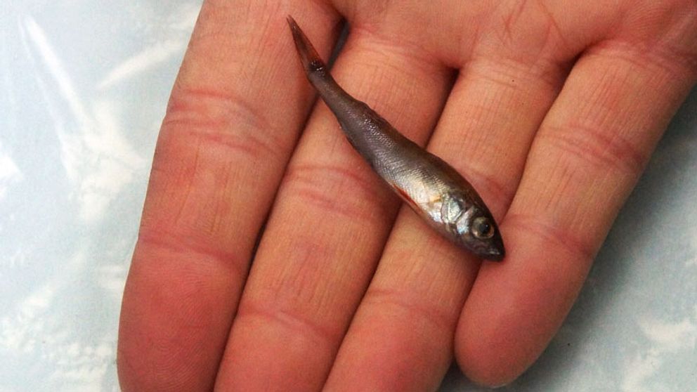 En liten fisk i någons hand