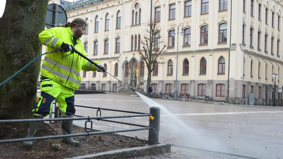 Thomas Rapp sanerar bort veckans fågelspillning i centrala Örebro. I bakgrunden syns ett av de träd som beskurits kraftigt för att färre fåglar ska kunna landa där.