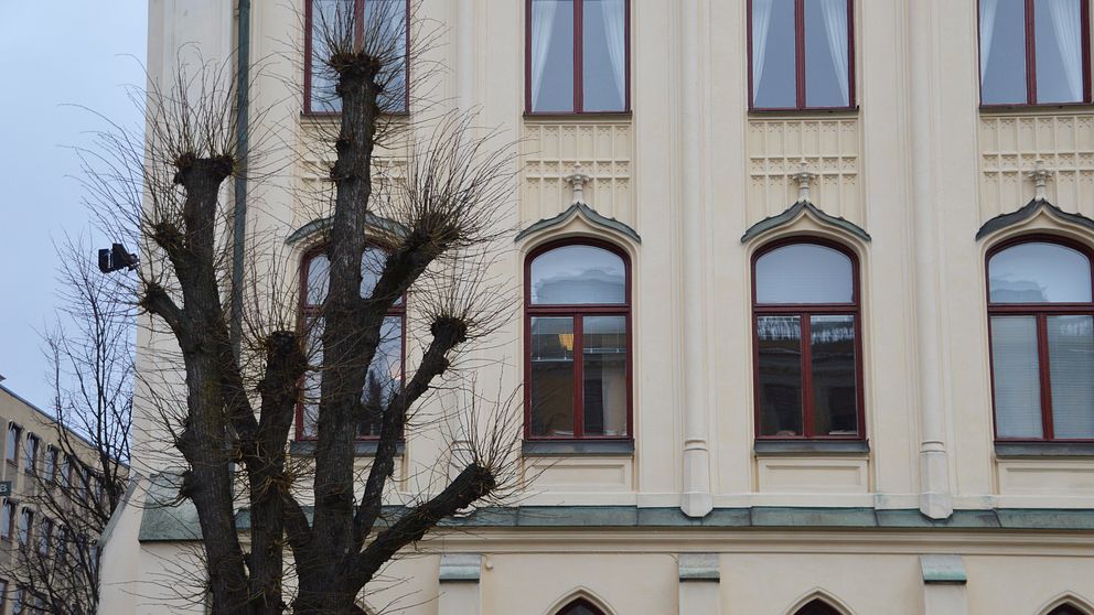 Träden runt Rådhuset i Örebro har beskurits kraftigt så att det ska vara svårt för kajflockarna att landa i dem.