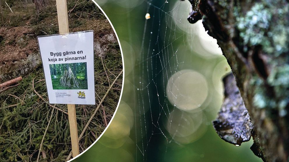 Skylt i skog och träd med spindelväv