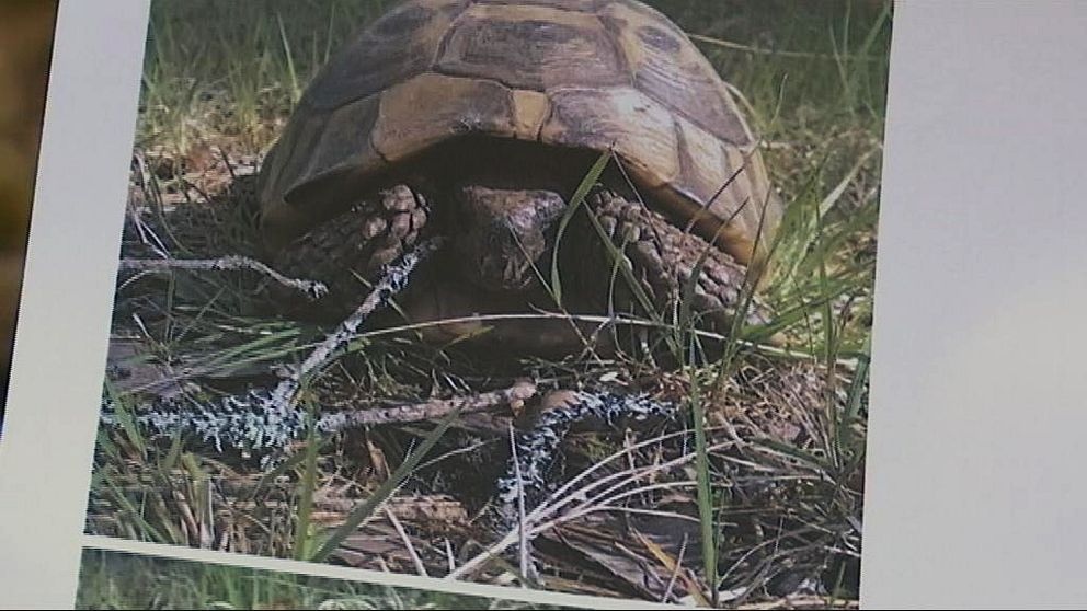 Sköldpaddan Isedor när han hittades i skogen 2015