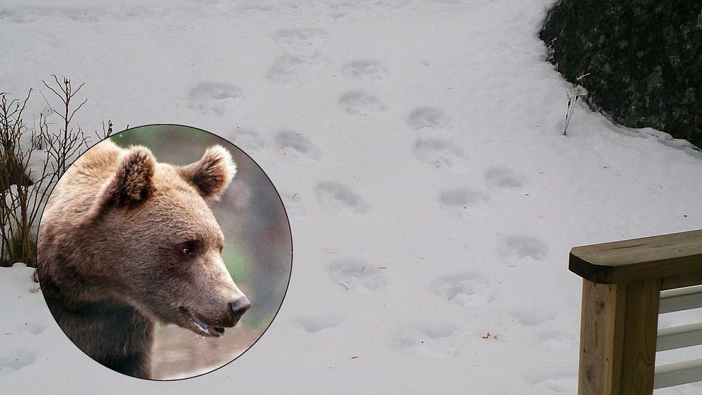 stora spår i snön vid altanräcke, infälld bild på björn
