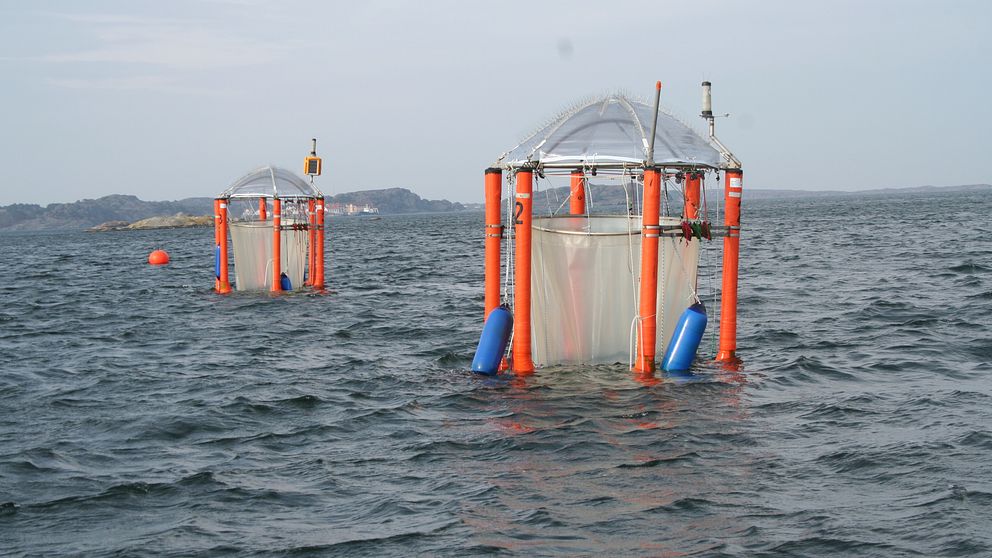 I Gullmarsfjorden används gigantiska provrör, så kallade mesokosmer, för att studera hur ekosystemet påverkas av försurning.