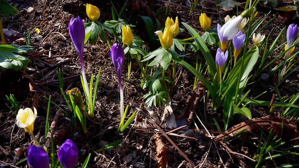 Vårblommor, krokus och vintergäck. Arkivbild.