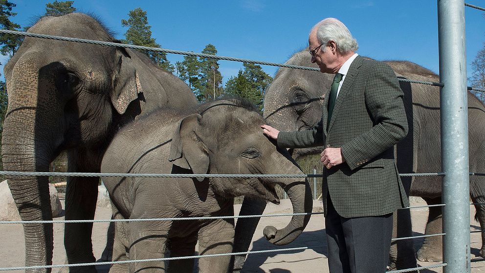Bild från när Kung Carl XVI Gustaf hälsade på elefanten Namsai på Kolmården 2015.