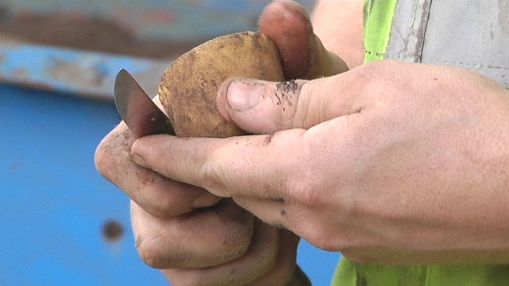 Hand som skär med kniv i en potatis.