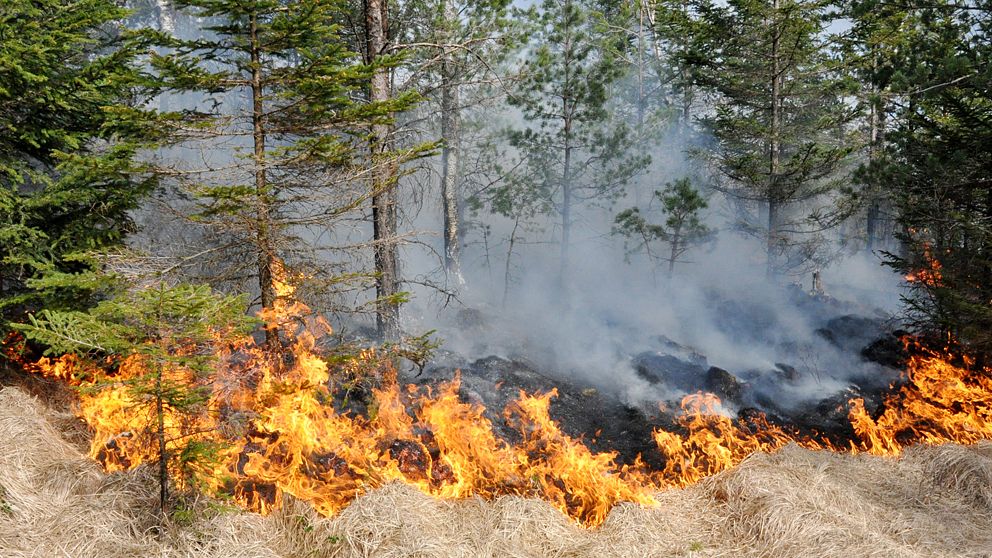 Gengrebild på gräsbrand. Gräs, hö, skog och brand syns på bild.