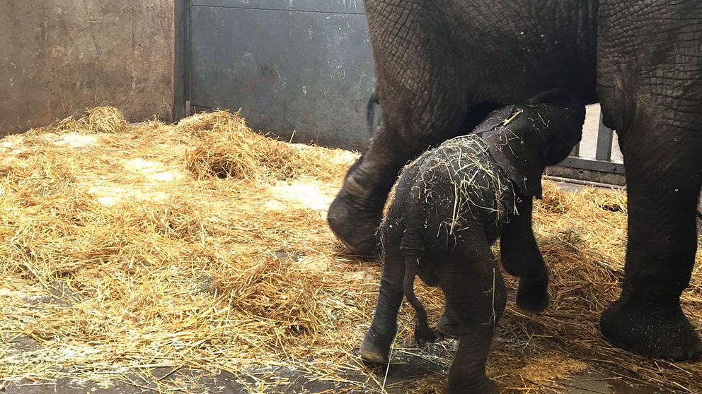 Den nyfödda elefantkalven på Borås djurpark lyckas inte dia sin mamma Panzi.