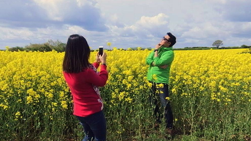Två kinesiska turister på ett rapsfält, en poserar och den andre tar bild med mobilen