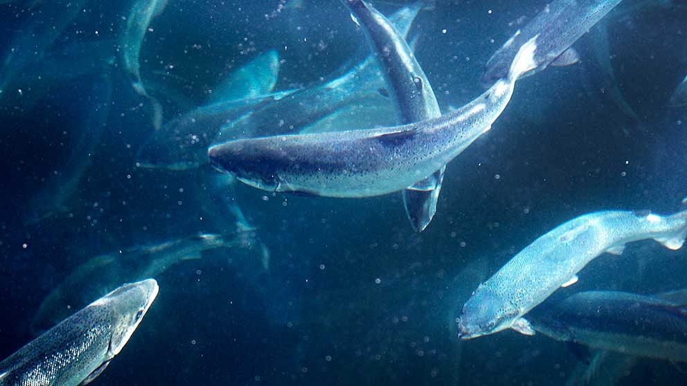 fiskar under vatten