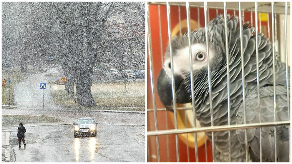 två bilder. Snöstorm och papegoja.