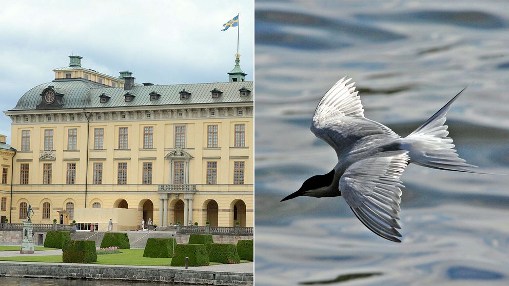 Aggressiva fisktärnor utgör ett arbetsmiljöproblem för högvakten vid Drottningholms slott.