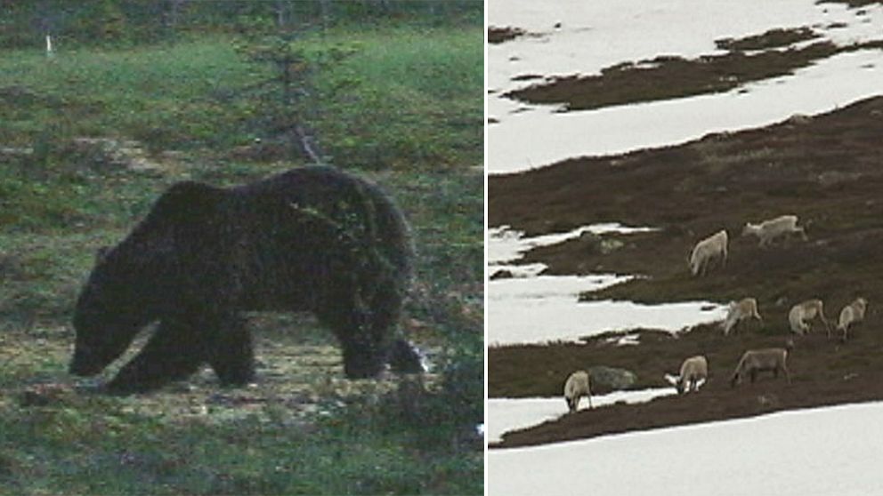 björn i skymning, renar på fjäll med snöfält