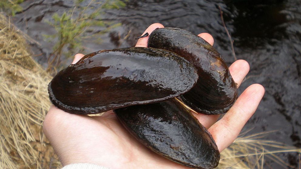 https://commons.wikimedia.org/wiki/File%3AThree_Mussels_Margaritifera_margaritifera_in_hand.JPG