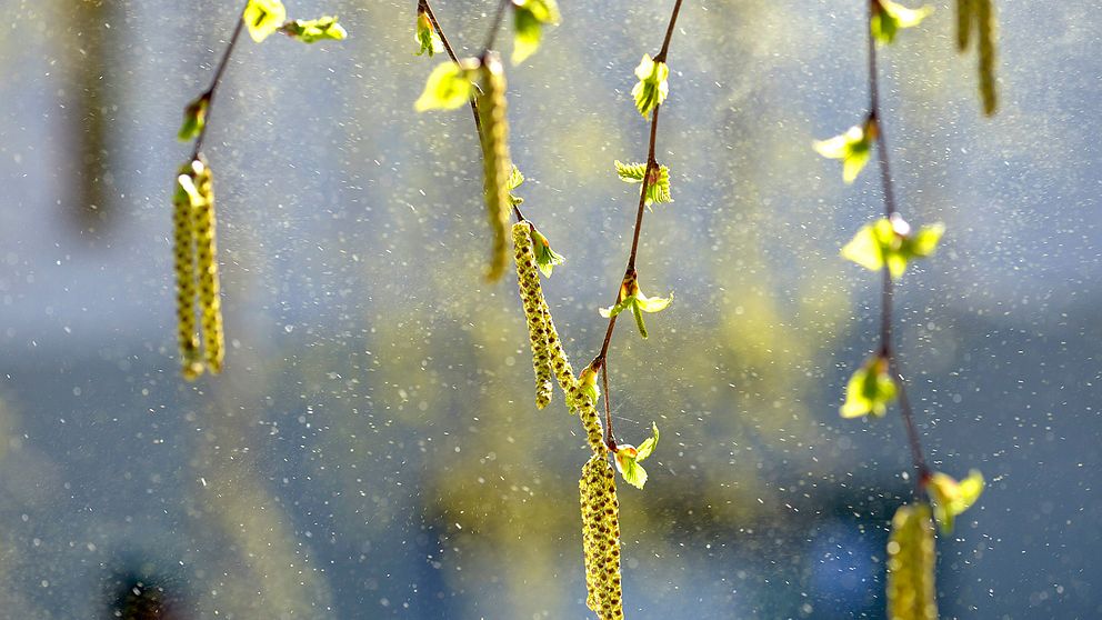 Björkhängen som släpper pollen.