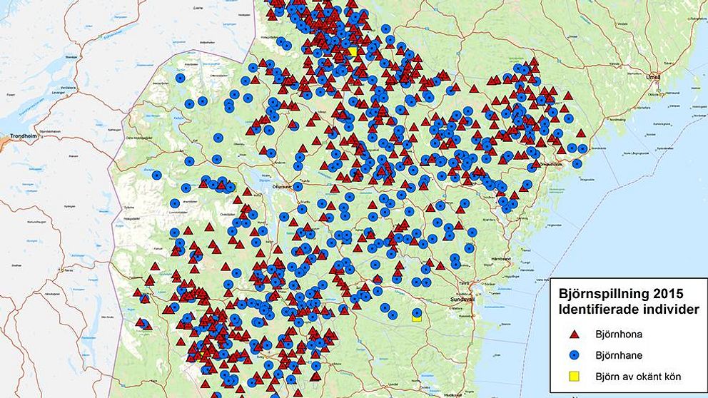Statistik över identifierade björnindivider i länet