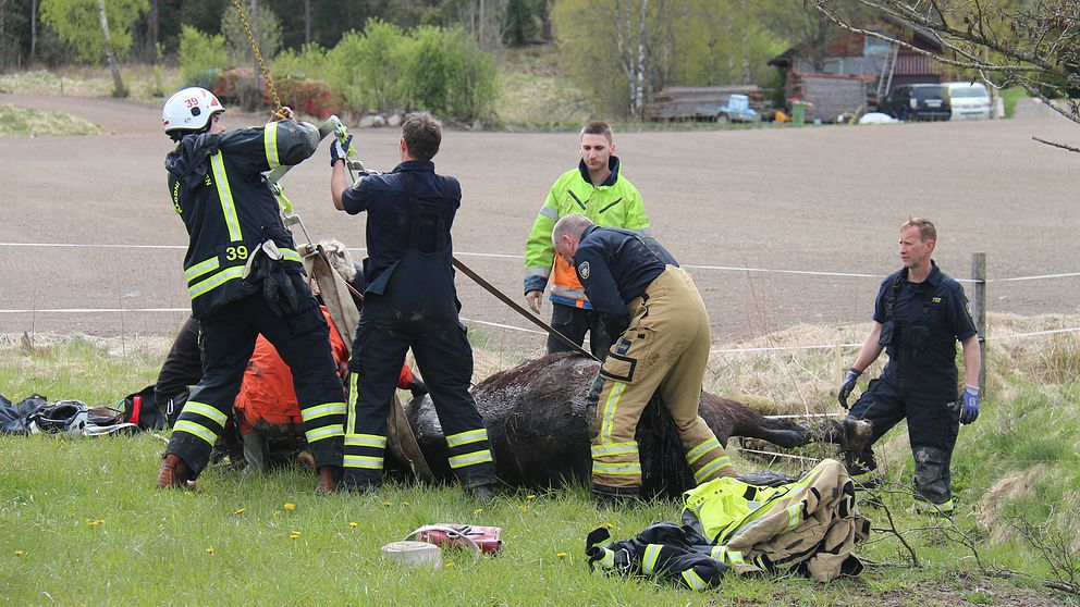 Räddningstjänsten som räddar hästen.