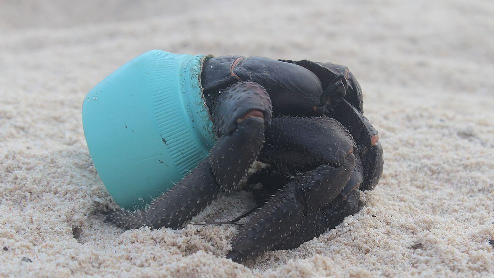 Krabbor som flyttat in i plastburkar hittades på Henderson Island.