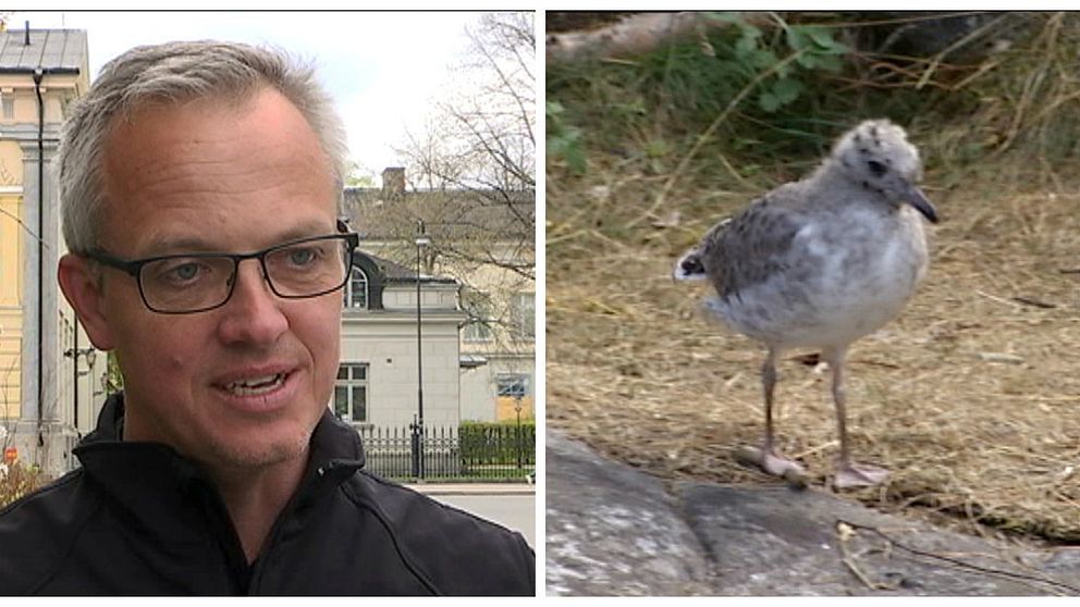 Jens Mattson från Länsstyrelsen förklarar varför man ska lämna djurungar ifred.