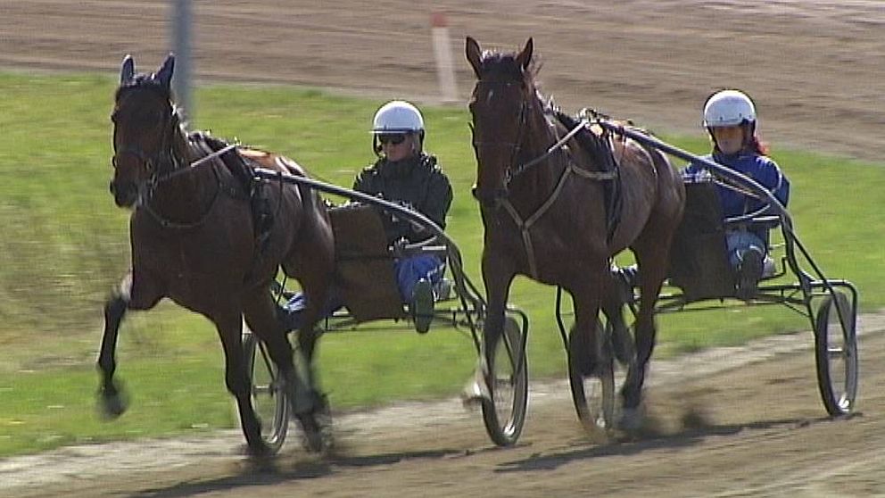 Två travhästar med sulky springer på bana