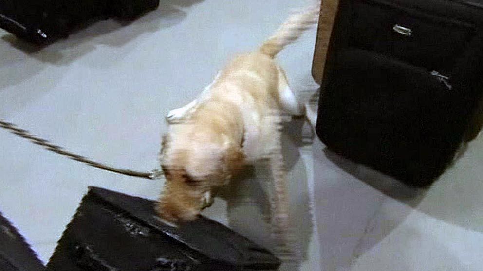TV: Här hittar hunden bomben