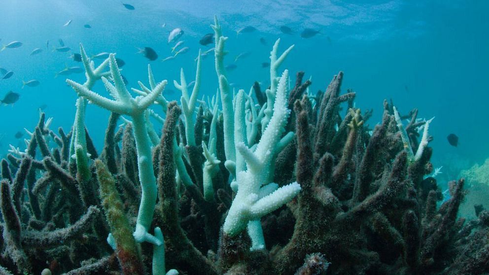 Koralldöden ökar i Barriärrevet
