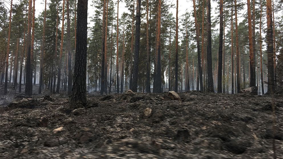 Skogsbrand utanför Målerås.