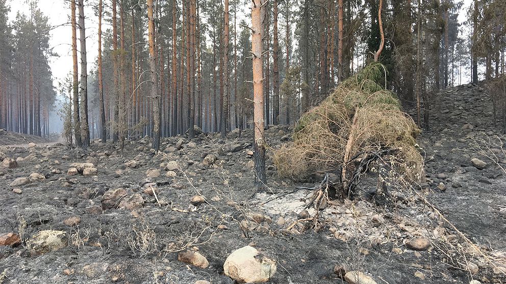 Förkolnad mark efter skogsbrand utanför Målerås.