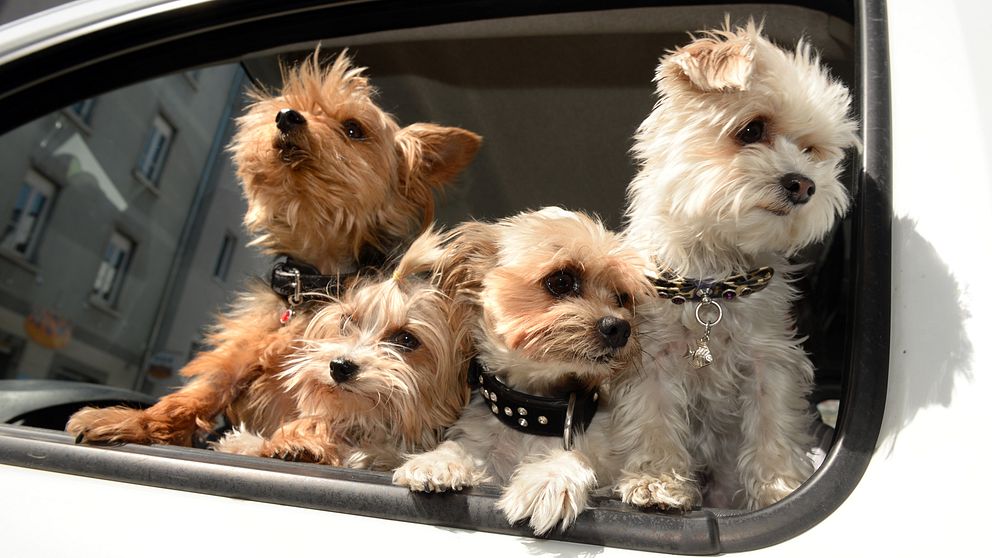hundar tittar ut från en bil