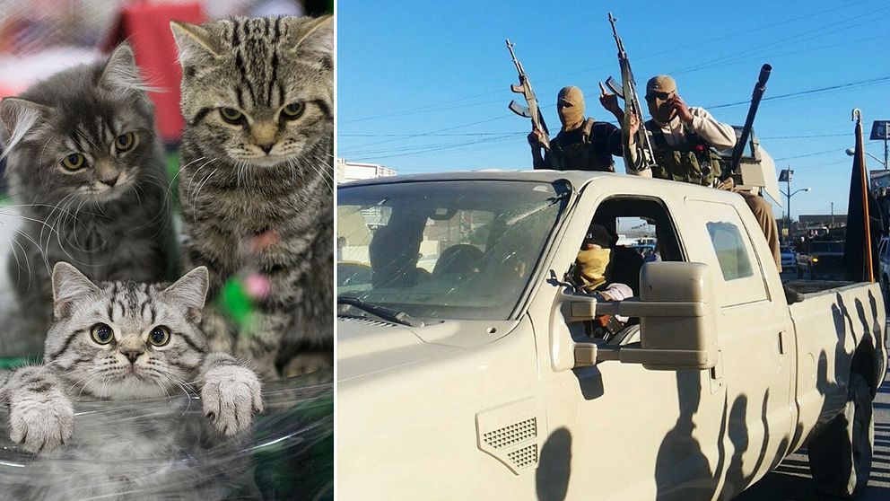 Katter och IS-anhängare.