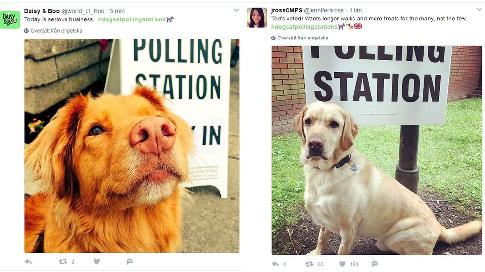#dogsatpollingstation trendar under valdagen i Storbritannien.