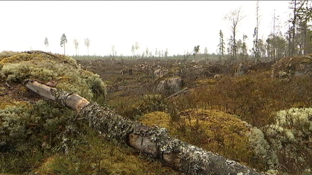 Mitt under pågående reservatsbildning avverkade mljöcertifierade Mellanskog ett område i det planerade Kallkärrskogens naturreservat i norra Värmland. Ett annat miljöcertifierat bolag ville också avverka i samma reservatsområde. Nu får skogsbranschen skarp kritik för att inte leva upp till kraven i sina miljöcertifieringar.