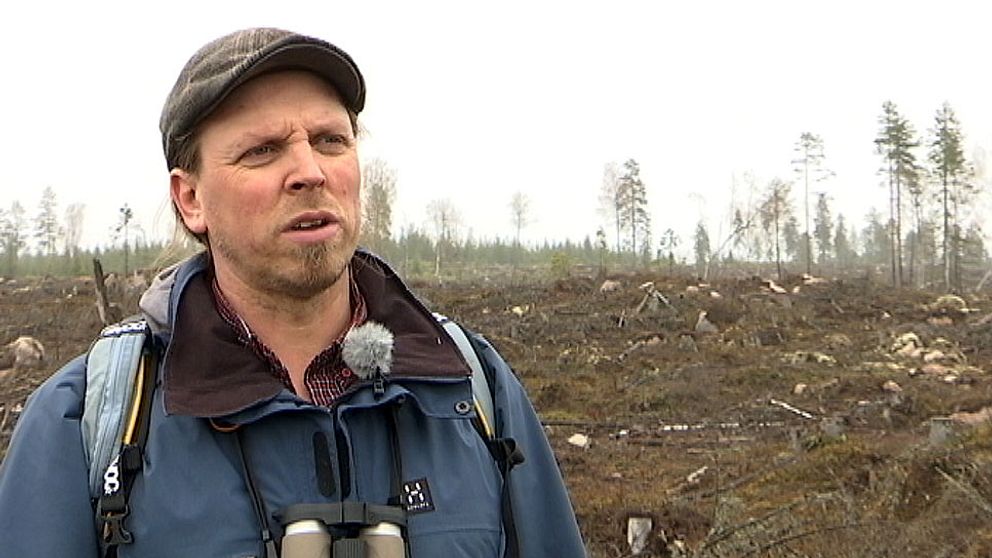 Mitt under pågående reservatsbildning avverkade mljöcertifierade Mellanskog ett område i det planerade Kallkärrskogens naturreservat i norra Värmland. Ett annat miljöcertifierat bolag ville också avverka i samma reservatsområde. Nu får skogsbranschen skarp kritik för att inte leva upp till kraven i sina miljöcertifieringar.