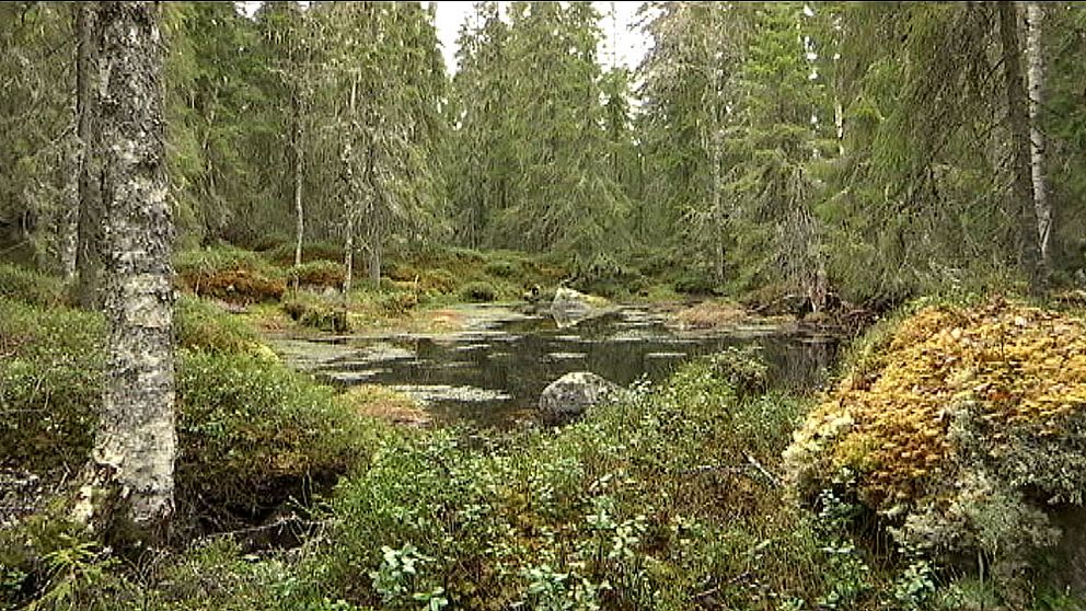 Av Värmlands 1,3 miljoner hektar produktiv skogsmark är det bara 1,1 procent som har ett formellt skydd.