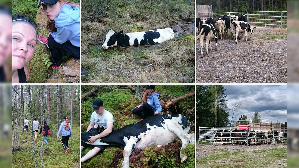 bild-collage, människor och kor i skogen och på gård