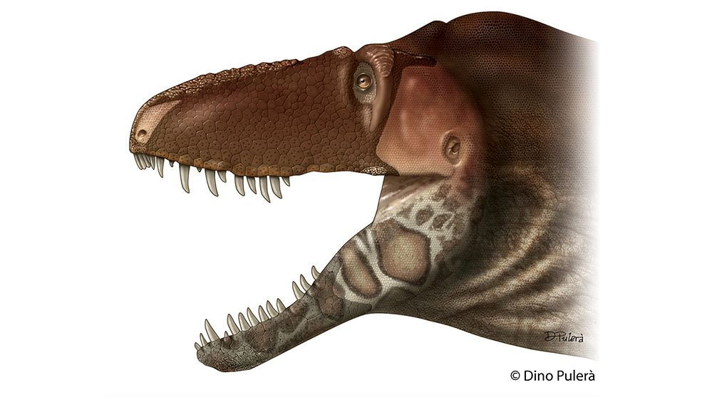 Så här kan huden hos de stora tyrannosaurierna ha sett ut. Rekonstruktion av huvudet av Daspletosaurus horneri, en släkting till Tyrannosaurus rex.